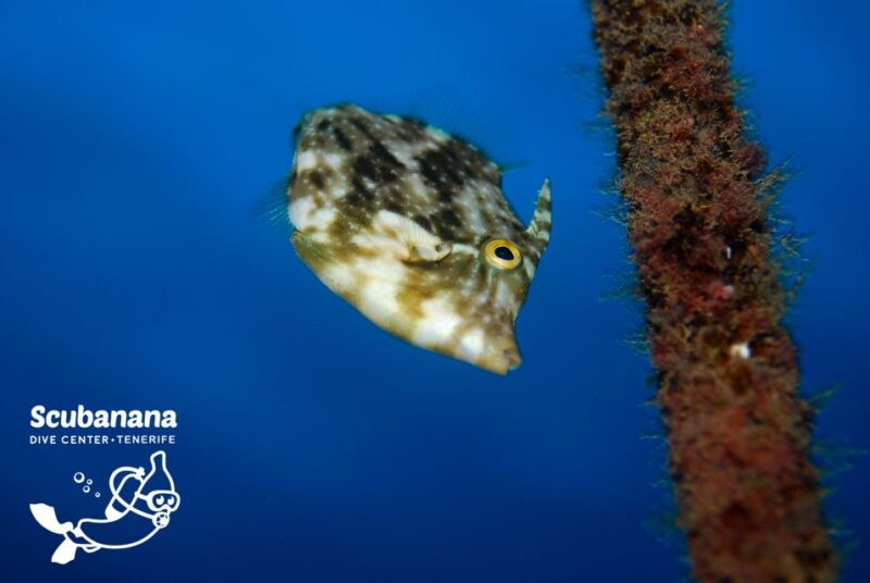Tenerife: Snorkeling Equipment Rental in Radazul - Equipment and Gear Rental