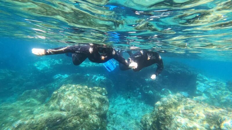 Tenerife: Snorkeling Tour in a Marine Protected Area - Key Points