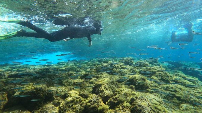 Tenerife: Snorkeling Tour in a Marine Protected Area - Snorkeling Duration and Location