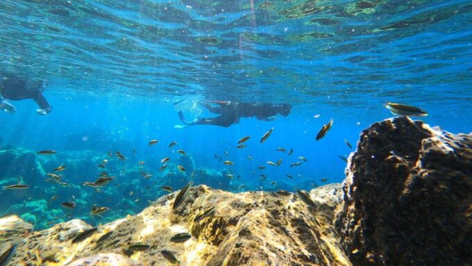 Tenerife: Snorkeling Tour in a Marine Protected Area - Multilingual Support and Languages