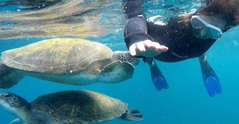 Tenerife: Snorkeling Trip in a Turtle Habitat - Key Points