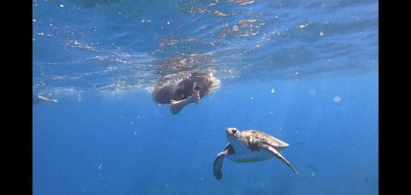 Tenerife: Snorkeling Trip in a Turtle Habitat - Highlights and Activities