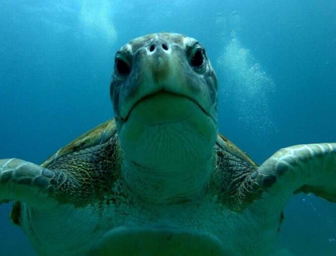 Tenerife: Snorkeling Trip in a Turtle Habitat - Marine Life Sightings