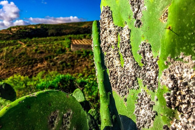 Tenerife South Private Tour: Secrets of the Volcanoes - Traveler Feedback