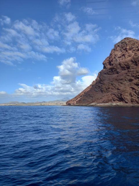 Tenerife South: Safari With Luxury Boat, Animal Encounters - What to Expect