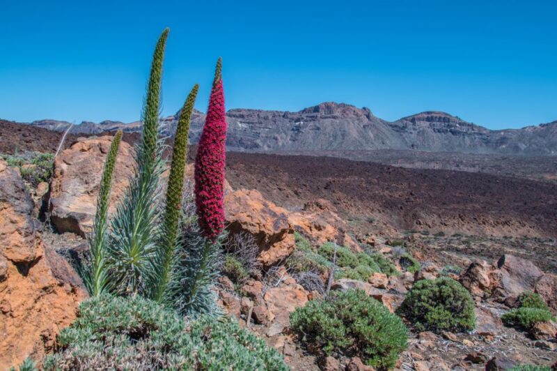 Tenerife: Teide and Las Cañadas Half-Day Tour - Customer Reviews and Ratings