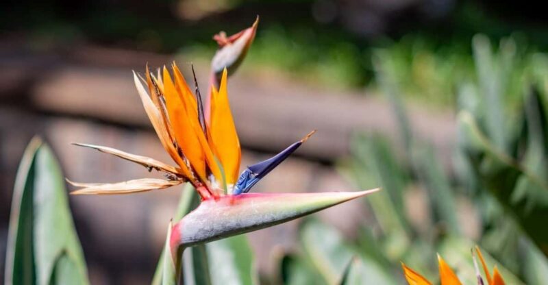 Tenerife: Teide, La Orotava, Icod De Los Vinos - Key Points