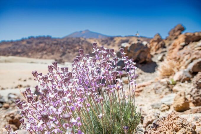 Tenerife: Teide, La Orotava, Icod De Los Vinos - Accessibility Considerations