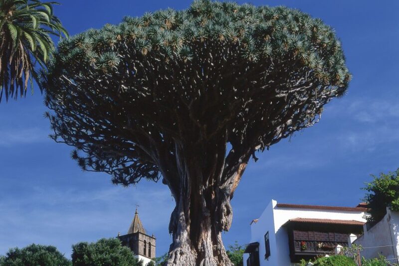 Tenerife: Teide National Park Full-Day Tour With Pickup - Itinerary and Highlights