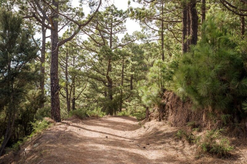 Tenerife: Teide Volcano and North of the Island VIP Tour - Northern Cities and Cuisine