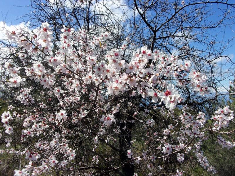 Tenerife: The Almond Blossom Trail - Key Points