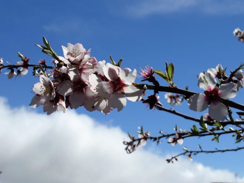 Tenerife: The Almond Blossom Trail - Trail Description