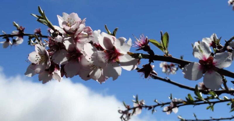 Tenerife: The Almond Blossom Trail - Cancellation Policy