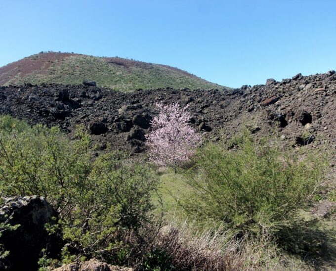 Tenerife: The Almond Blossom Trail - Customer Reviews