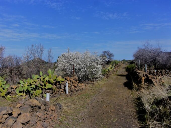 Tenerife: The Almond Blossom Trail - Frequently Asked Questions