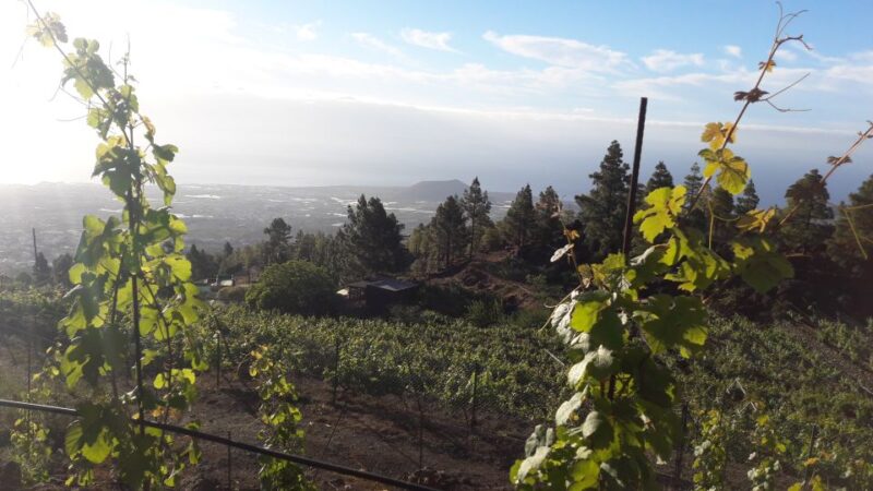 Tenerife: Tour of an Organic Vineyard With Tasting & Snacks - Pricing and Reservations