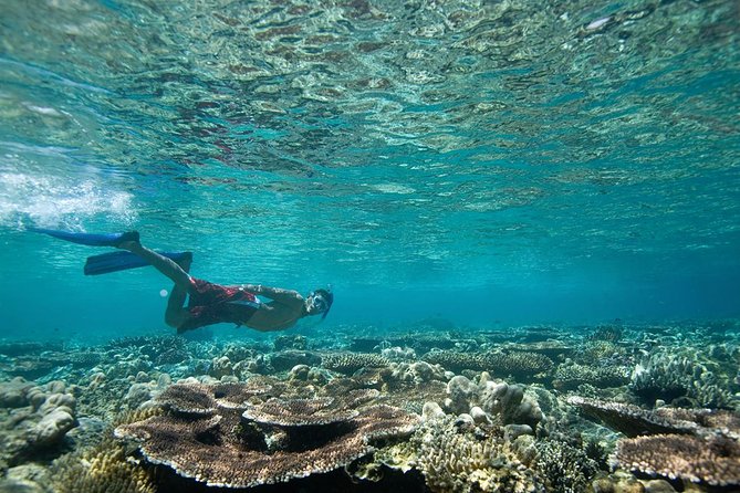 Tenerife Turtle and Snorkel Tour From Costa Adeje - Location and Details