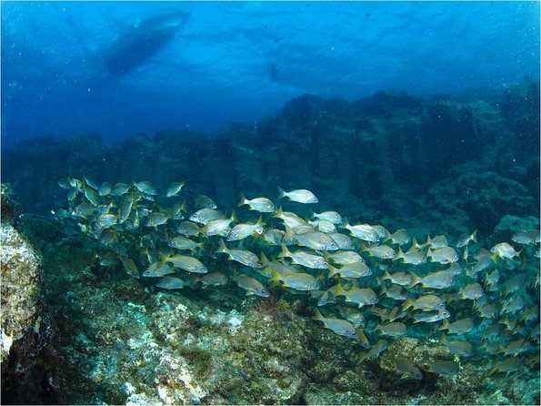 Tenerife Turtle and Snorkel Tour From Costa Adeje - Snorkeling Experience