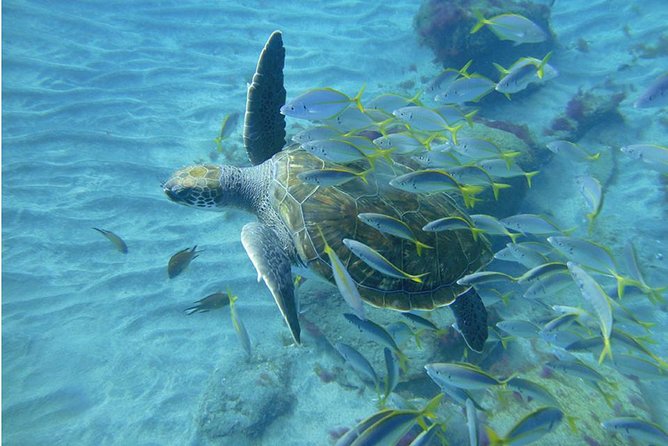 Tenerife Turtle and Snorkel Tour From Costa Adeje - Customer Feedback Highlights