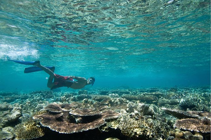 Tenerife Turtle and Snorkel Tour From Costa Adeje - Safety and Responsiveness Concerns