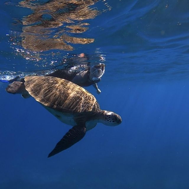 Tenerife: Turtle Bay Snorkel Discovery With Video - Encounters With Sea Turtles and Rays