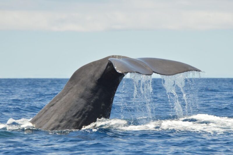 Tenerife: Whale and Dolphin Watching Boat Tour - Key Points