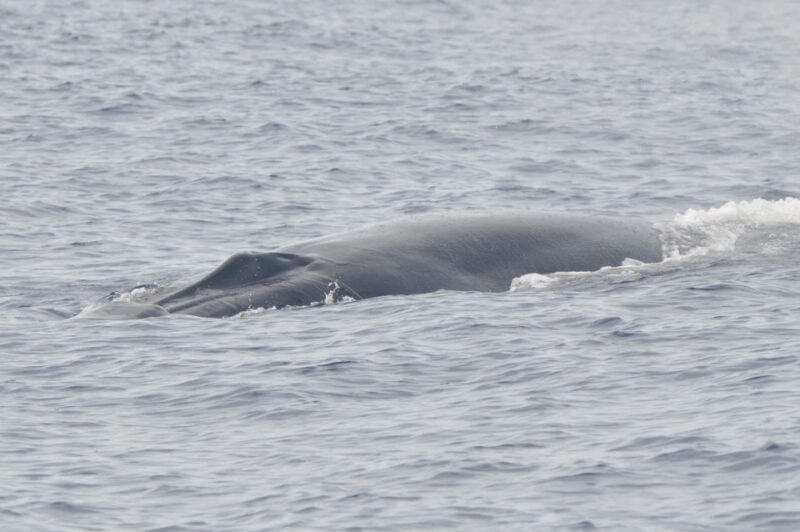 Tenerife: Whale and Dolphin Watching Boat Tour - Experience Highlights