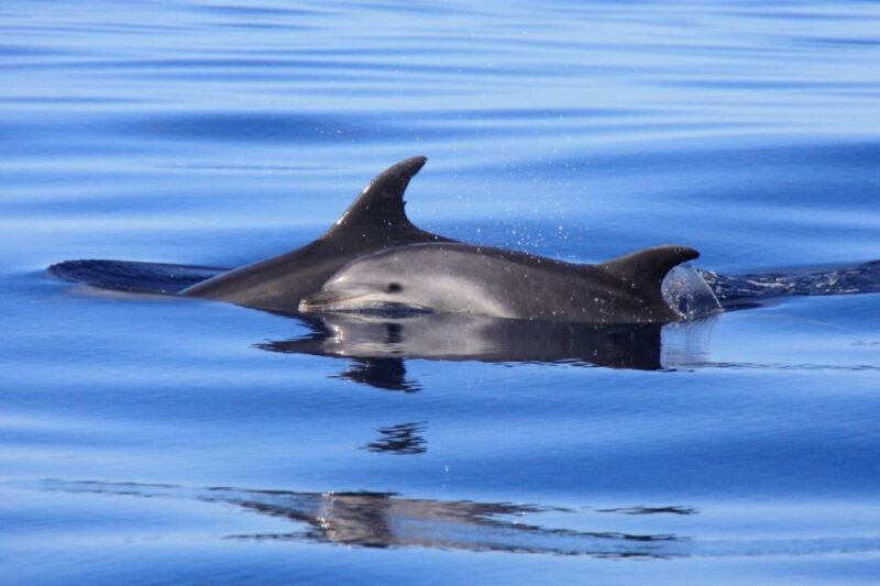 Tenerife: Whale and Dolphin Watching Boat Tour - Inclusions and Restrictions