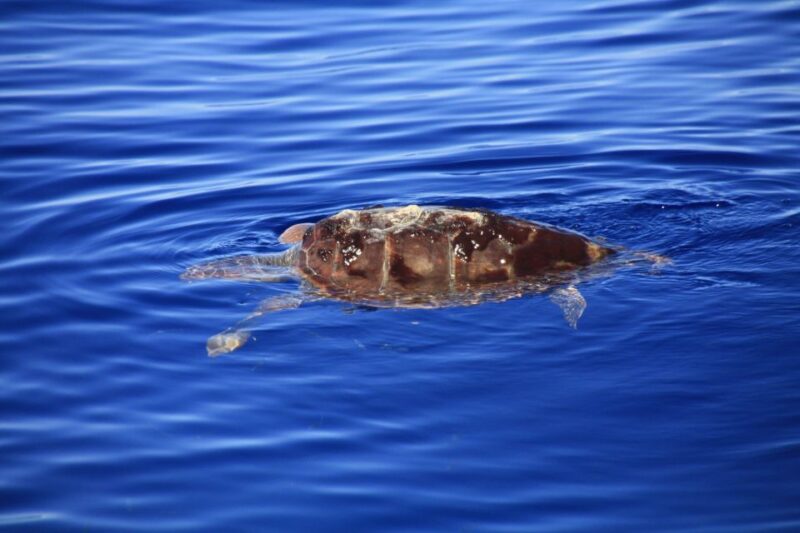 Tenerife: Whale and Dolphin Watching Boat Tour - Meeting Point