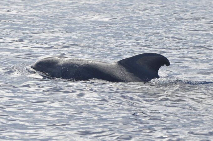 Tenerife: Whale and Dolphin Watching Boat Tour - What to Bring