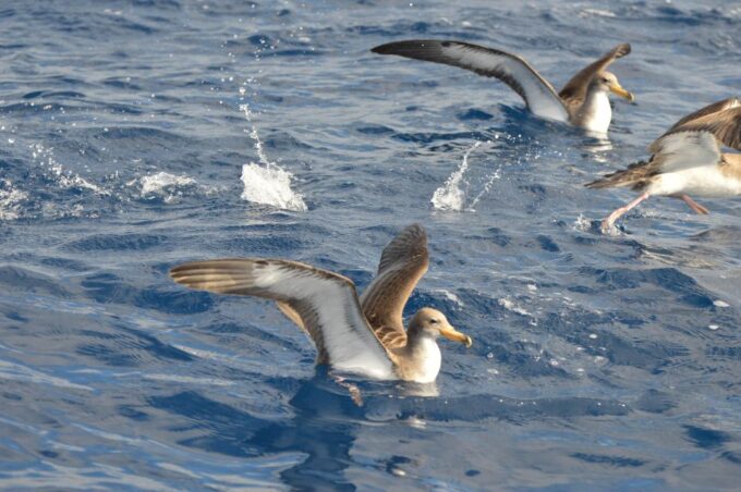 Tenerife: Whale and Dolphin Watching Boat Tour - Tour Details