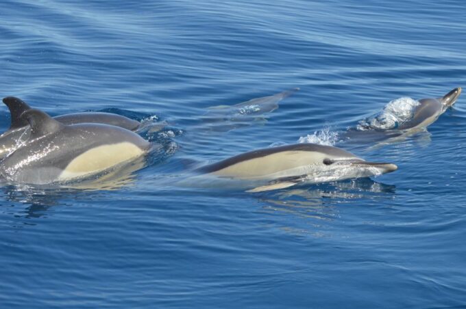 Tenerife: Whale and Dolphin Watching Boat Tour - Frequently Asked Questions