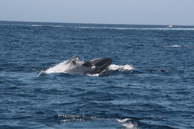 Tenerife: Whale and Dolphin Watching - Meeting and Pickup Details