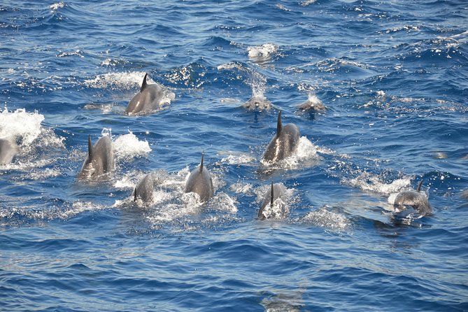 Tenerife: Whale and Dolphin Watching - Unforgettable Sightings