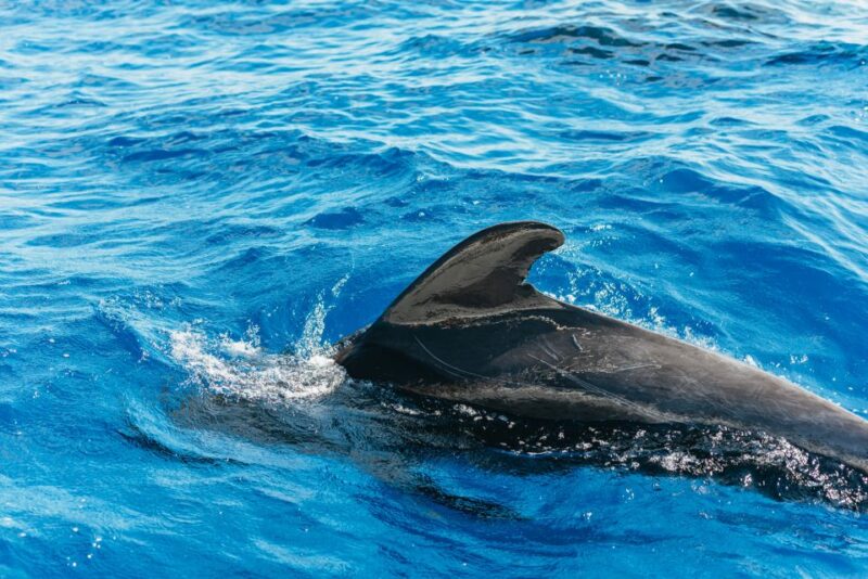 Tenerife: Whale & Dolphin Watching With Drinks and Snacks - Key Points