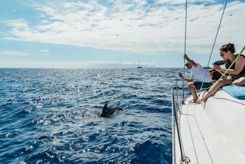 Tenerife: Whale & Dolphin Watching With Drinks and Snacks - Inclusions