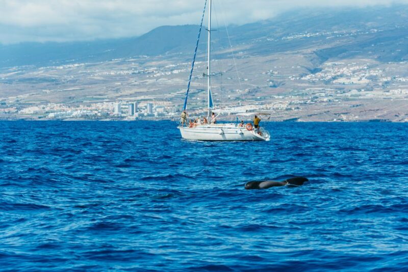 Tenerife: Whale & Dolphin Watching With Drinks and Snacks - Meeting Point