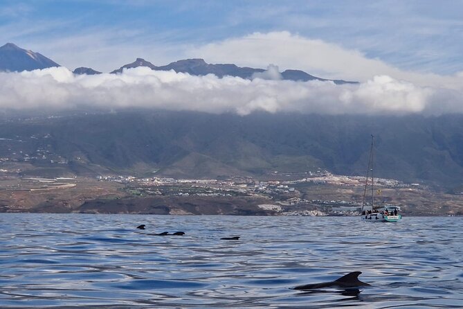 Tenerife Whale Watching and Snorkeling Yacht Trip - Inclusions and Pricing