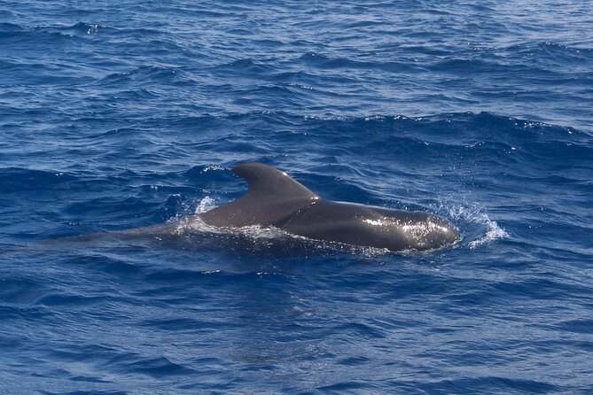 Tenerife Whale Watching and Snorkeling Yacht Trip - Recommendations