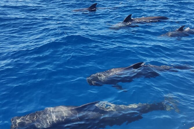 Tenerife Whale Watching and Snorkeling Yacht Trip - Overall Impression