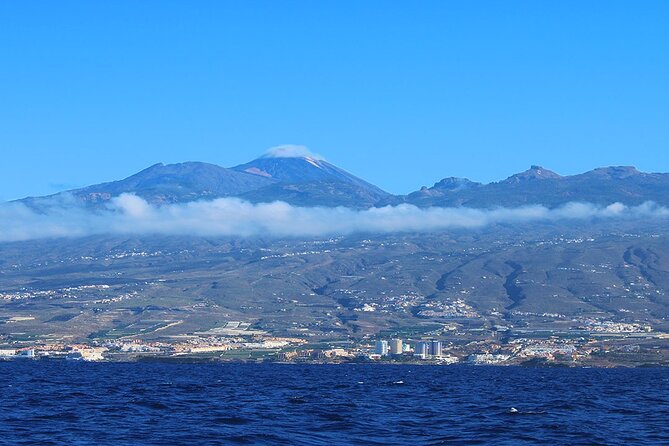 Tenerife Whales and Dolphins Watching Experience in Catamaran - Tour Duration and Capacity