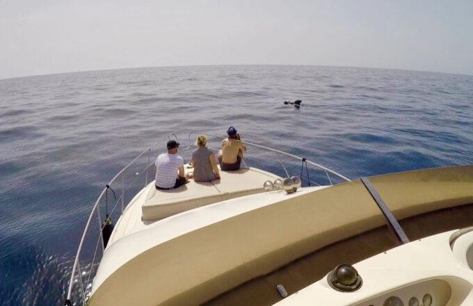 Tenerife: Whales and Snorkeling Tour on a Luxury Yacht - Packing Recommendations
