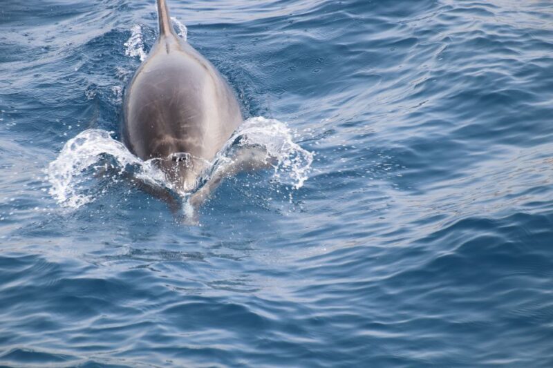 Tenerife:Respectful Whale Watching, Pirate Ship, & Swim - Spotting Marine Marvels