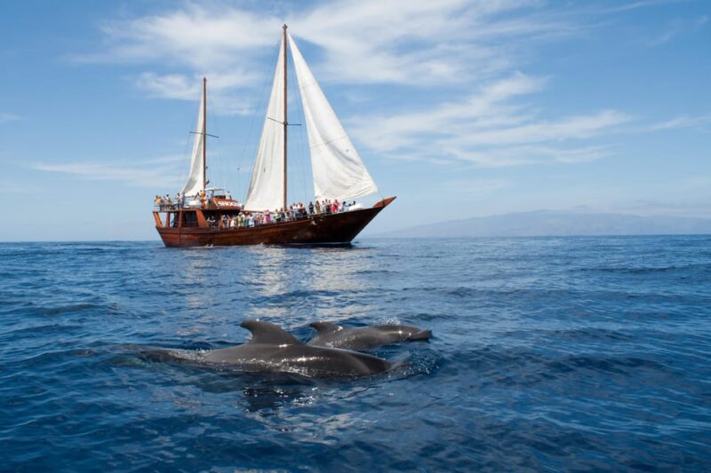 Tenerife:Respectful Whale Watching, Pirate Ship, & Swim - Onboard Activities and Amenities