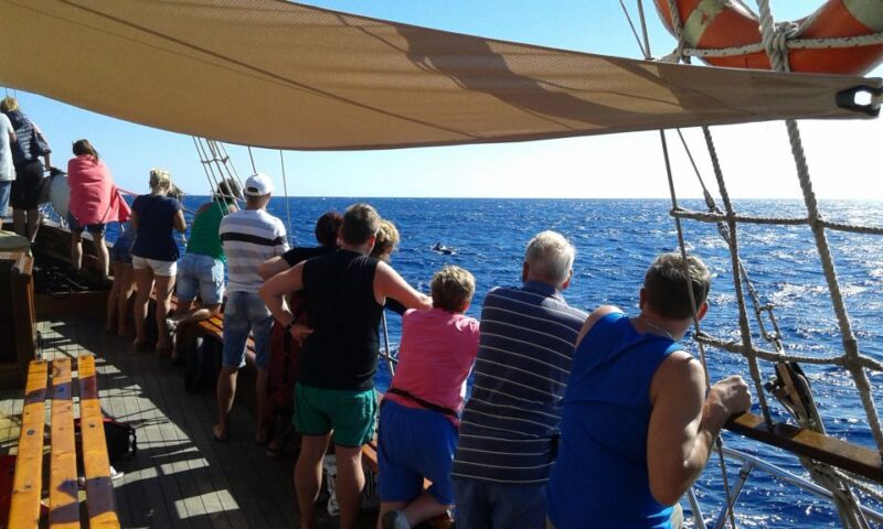 Tenerife:Respectful Whale Watching, Pirate Ship, & Swim - Multilingual Guided Tour