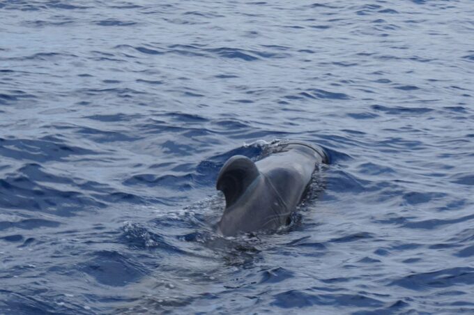 Tenerife:Respectful Whale Watching, Pirate Ship, & Swim - Authentic Portuguese Goleta