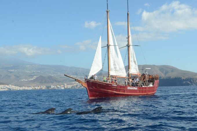Tenerife:Respectful Whale Watching, Pirate Ship, & Swim - Onboard Comforts and Recommendations