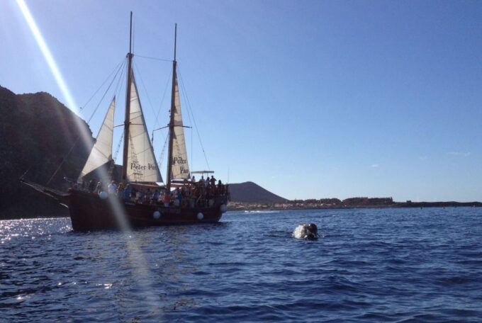 Tenerife:Respectful Whale Watching, Pirate Ship, & Swim - FAQ