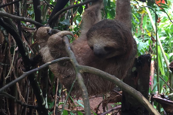 Tenorio Rain Forest Hanging Bridges & Sloth Encounter - Overview and Highlights