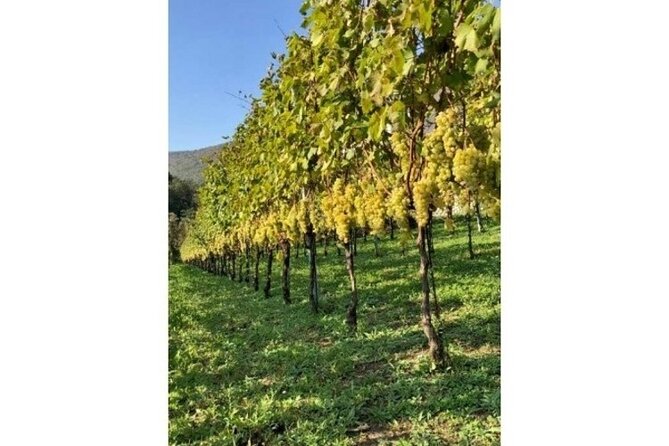 Tenuta San Francesco Wine Tasting - Exploring Tenuta San Francesco